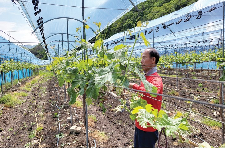 프리미엄포도, 문경샤인머스캣을 아시나요?